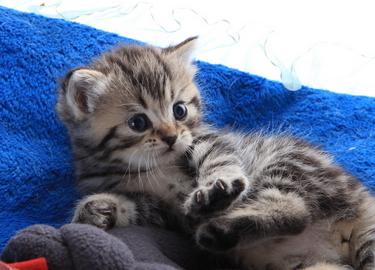 宠物猫名字公猫,宠物猫名字大全