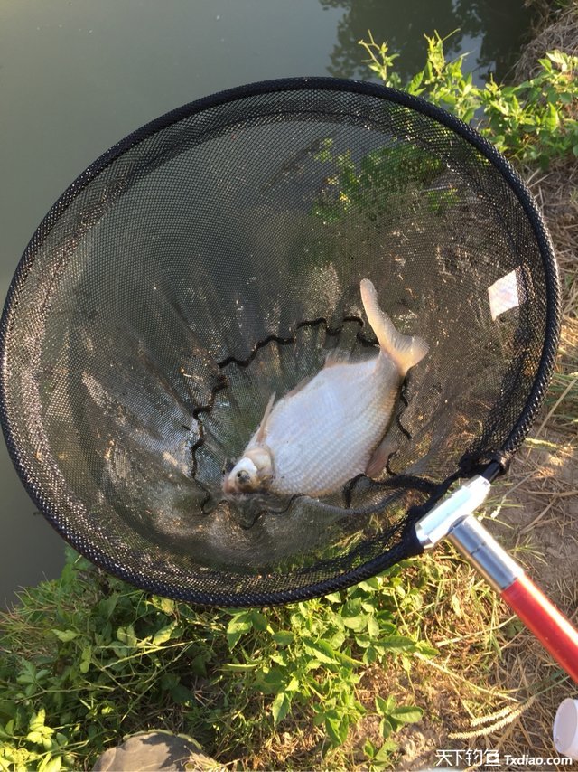 渔品汇产品,渔品汇饵料