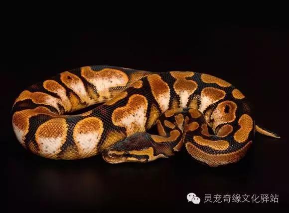 球蟒基因图鉴入门,球蟒基因品系大全