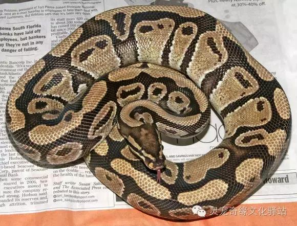 球蟒基因组合大全,球蟒基因品系图鉴下载