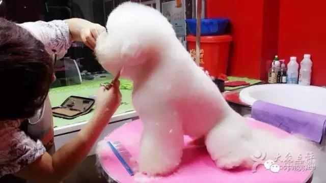 威海最全的宠物店汇总!喵奴汪主人还不速速收藏!