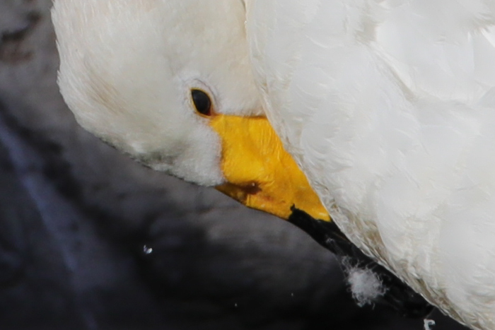 腾龙150-600g2镜头防抖模式详解,腾龙150-600镜头固件升级