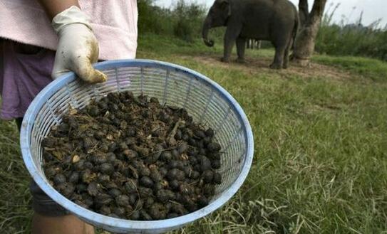猫屎咖啡真相大揭秘,猫屎咖啡的真实生活