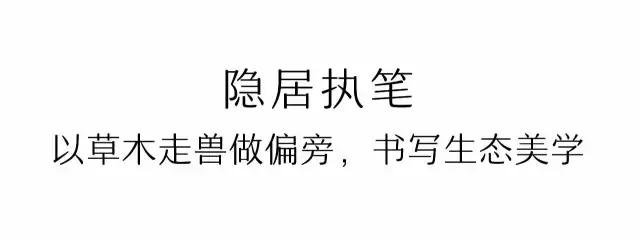 凤凰岛把公园还给你,你还欠自己一次隐居