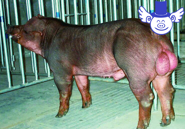 母猪找什么公猪好,几头母猪需要一头公猪