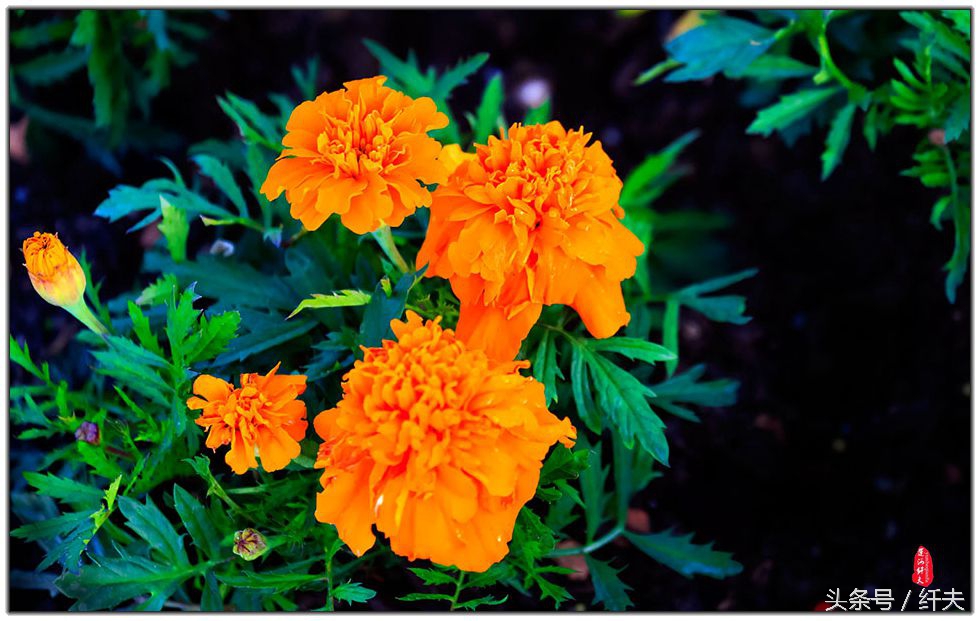 姹紫嫣红入夏来,姹紫嫣红等你来