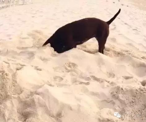 小狗刨洞,小狗刨洞是怎么回事