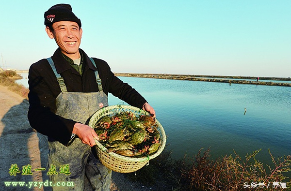 梭子蟹常见疾病用药,梭子蟹养殖病害