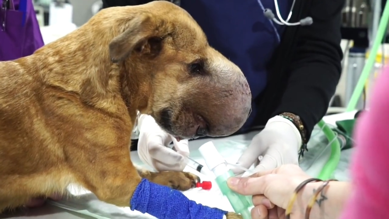 狗狗生病头部一直跳怎么回事,狗狗头部受伤后多久能恢复