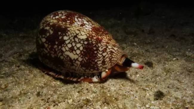 海螺的毒素,各种海螺的毒素