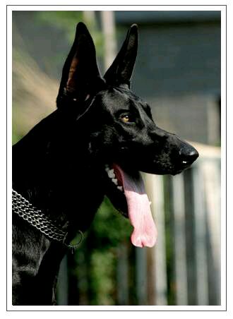 纯纯的土狗,纯纯的小土狗