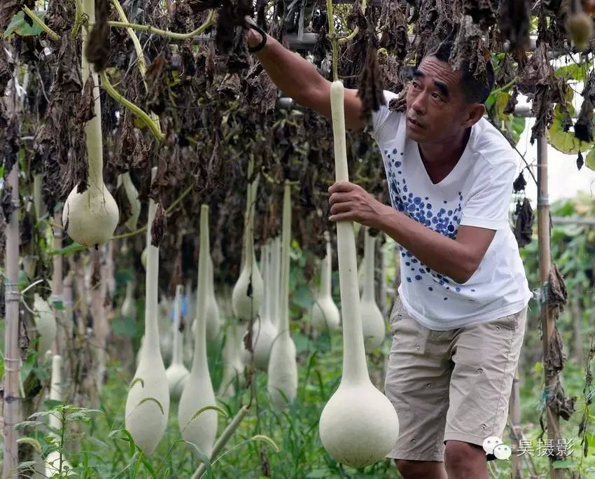 葫芦迷的“八不正瓶”