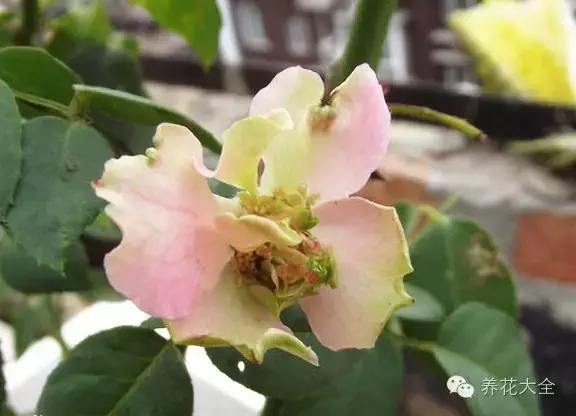 冰淇淋月季快开花的样子 (夏花标准的月季)