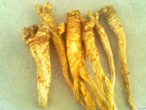 女子自己栽种“西洋参”，原来是有毒物种，差点酿成悲剧