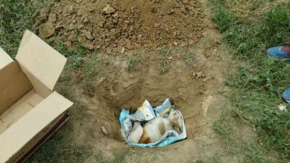 小狗被医院治死,小狗狗被人用糖葫芦刺穿身体