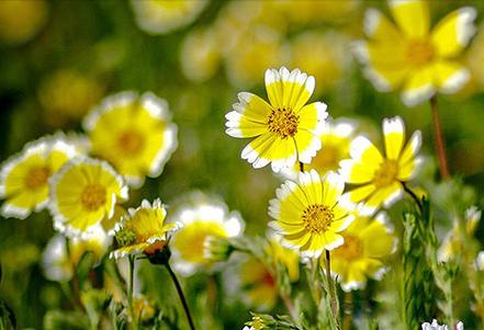 白带分析,白带分析要多久