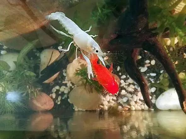 捕获大鱼惊悚片,拍到鲨鱼捕食鱼的真实一幕