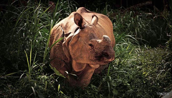 新加坡夜间野生动物园照片,新加坡夜间野生动物园攻略