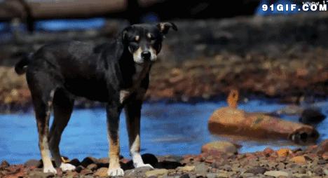 狗狗血线总磨出血,狗狗不停的用前爪刨地磨出血