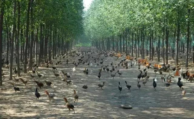 种养结合养鸡场,种养结合养鸡模式是什么