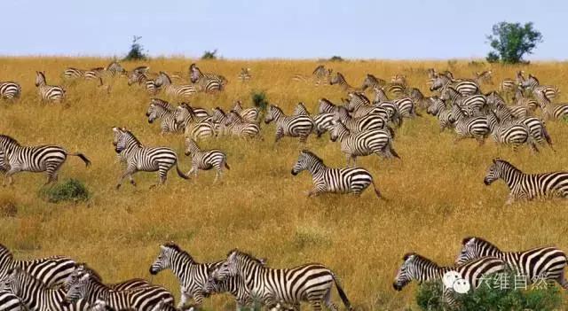 东非动物大迁徙纪实,东非野生动物为什么进行大迁徙
