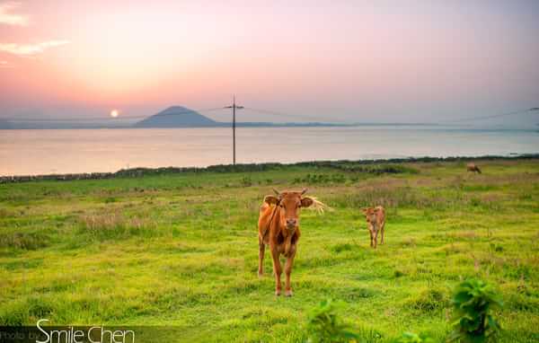 新窝济州岛,济州岛岛上