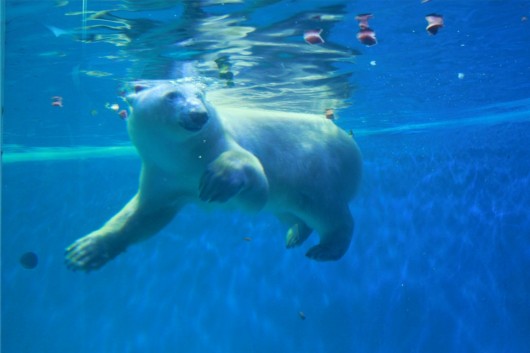 泉城海洋极地世界门票,泉城海洋极地世界儿童的收费标准