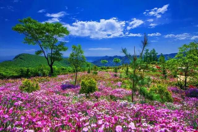 洛阳明天有哪些景点开放,洛阳必去的三个景点免费开放