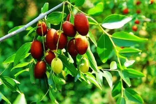 生活圈丨秋吃鲜枣好处多，但有五类人群不宜吃！