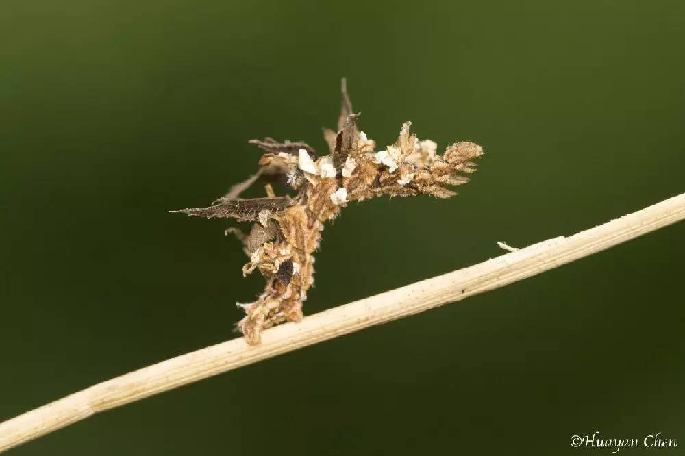 尺蠖伪装成树枝,尺蠖伪装视频动画
