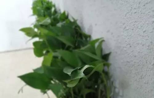 cool1dual手机最新款,cool1dual屏幕