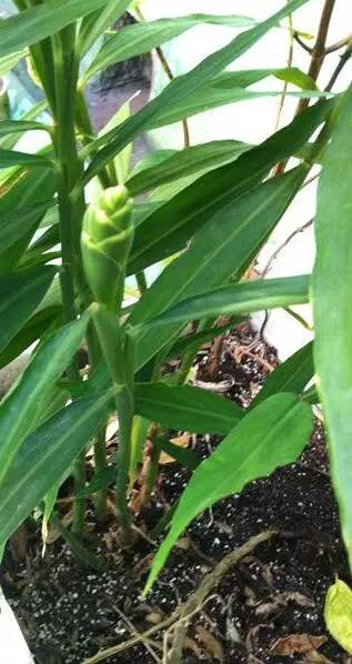 常州一媳妇把用剩的姜块埋在泥土里,一个月后奇迹发生了!