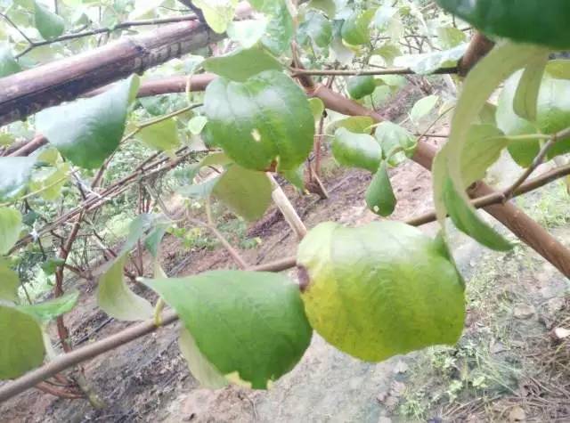 专家为夏季农作物病虫害防治支招,病虫害植保大讲堂