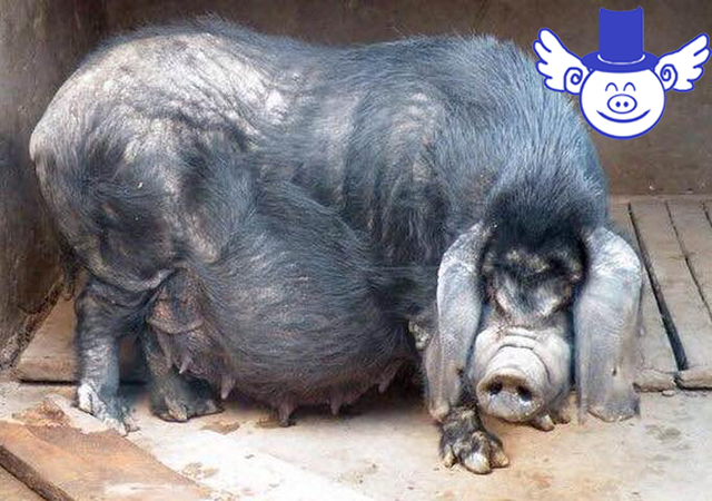 秋季养猪一不小心就猪财两空，注意这四点可帮母猪秋季安胎！