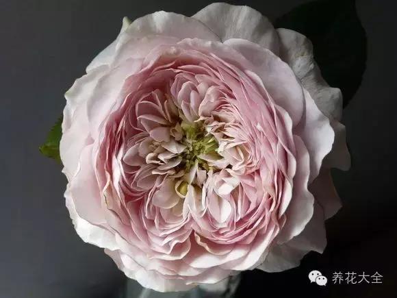 冰淇淋月季快开花的样子 (夏花标准的月季)