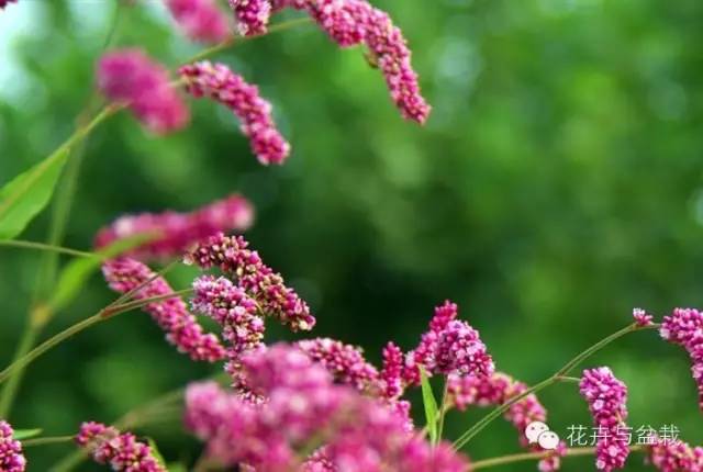 有什么独特小众又漂亮惊艳的花,这些花让人赏心悦目