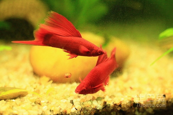 剑尾鱼哪个品种最好养,凤尾热带鱼养殖技术大全