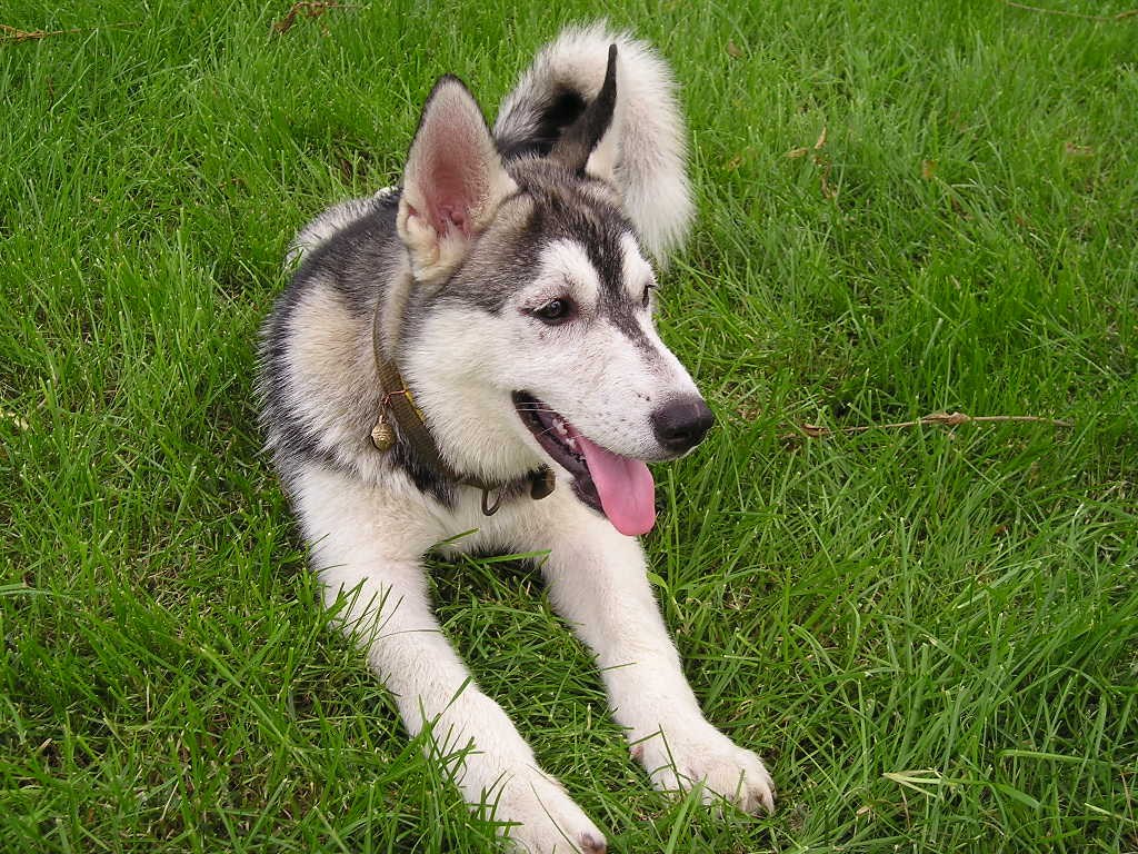 狗狗吃油腻的拉肚子怎么办,狗狗拉肚子不吃食了是什么原因