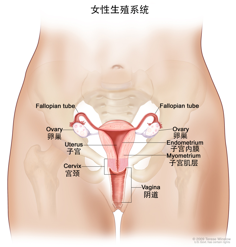 宫颈癌的遗传因素影响大吗,宫颈癌恶性肿瘤遗传