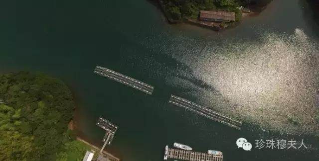 百天百问之第60天：日本Akoya珍珠到底有多好？