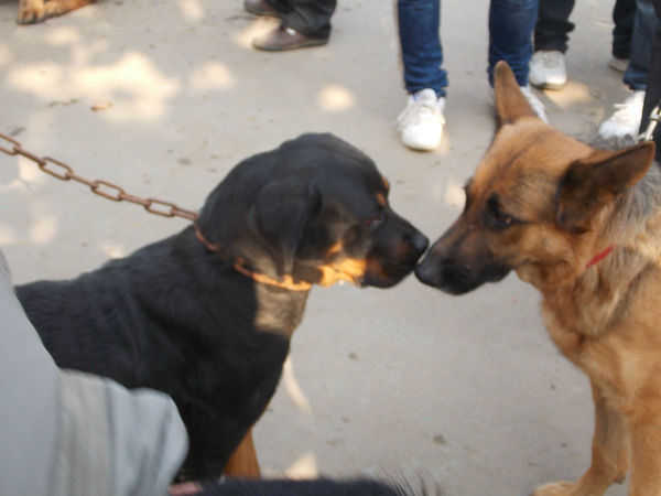 宠物狗市场黑话,宠物市场的狗到底能不能买