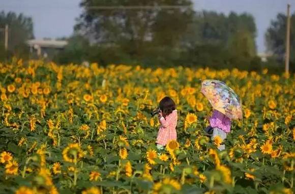 南京国庆假期有哪些免费景点推荐,国庆期间南京有哪些景点免费