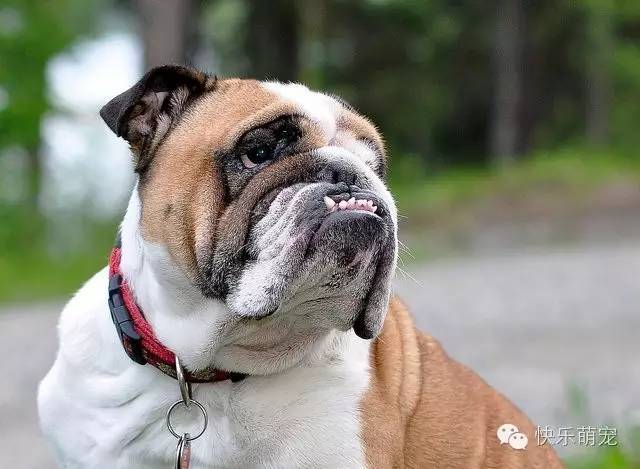 狗狗牙齿发黄怎么去除,狗狗牙齿黄怎么办