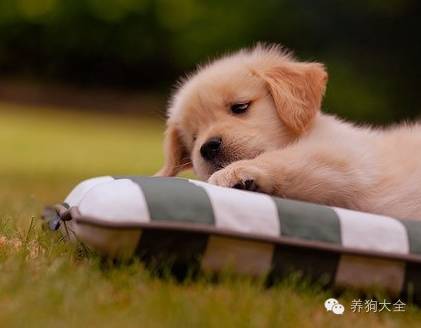 怎么培养狗狗不在家乱叫,如何把狗狗培养成乖乖狗