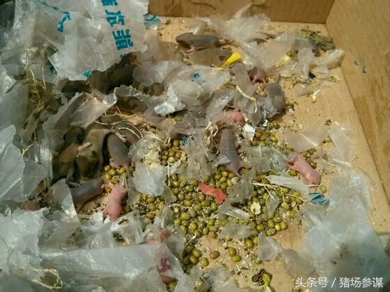 老鼠养猪全过程,养猪场有老鼠怎么解决