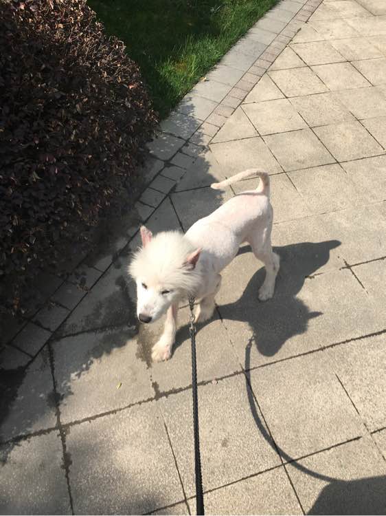 路边捡到一只萨摩耶,捡到萨摩耶有狗癣