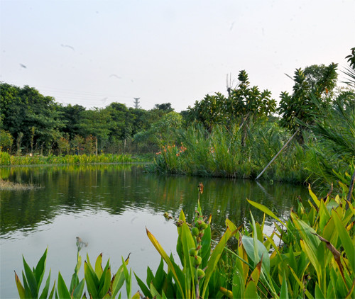 〈花开园〉顺德一间靓到“氹”一声的花园食府，赏花喂牛亲子