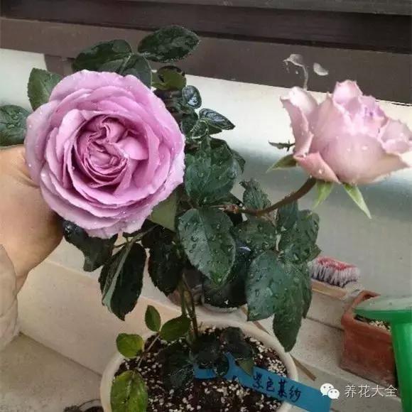 冰淇淋月季快开花的样子 (夏花标准的月季)