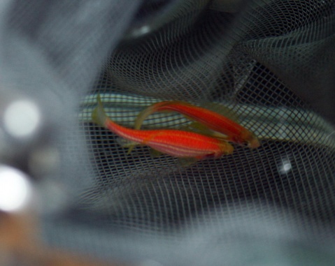 蓝色的小金鱼如何养殖,斑马鱼的养殖方法和技巧大全