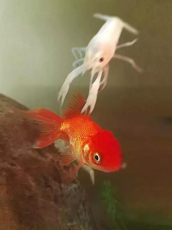 捕获大鱼惊悚片,拍到鲨鱼捕食鱼的真实一幕